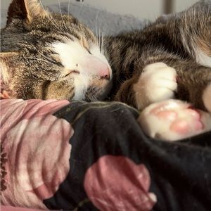 rails top for jacqueline.